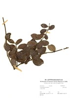 藏品(臺灣白花藤)的圖片